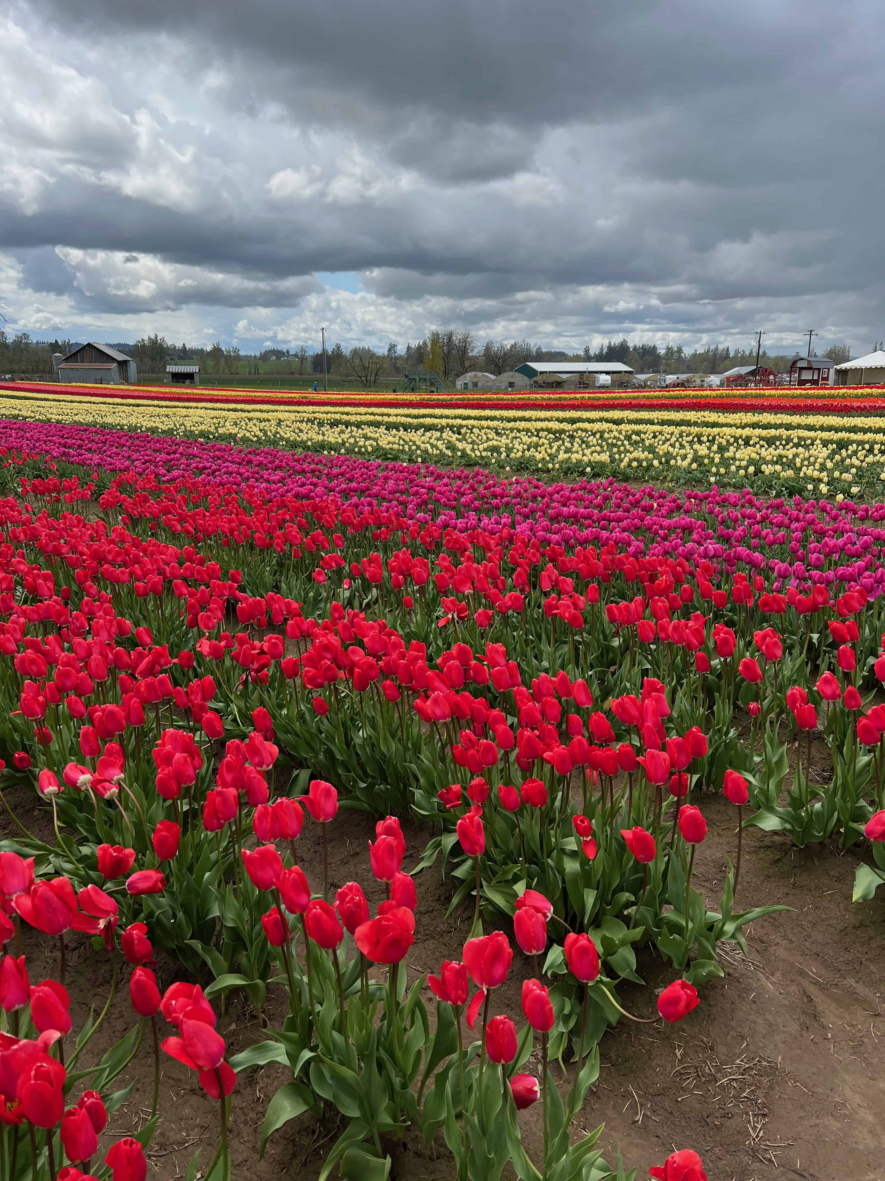 pictures of flowers in the area